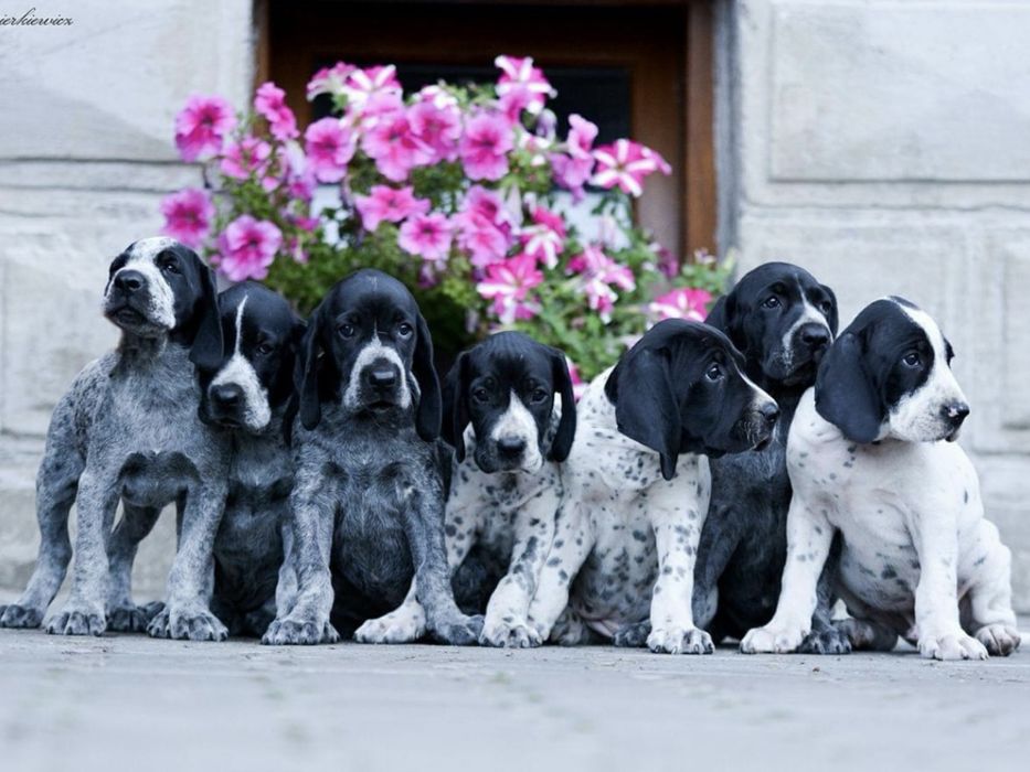 Wyżeł - wybitna suczka czeka na swojego człowieka | Wyżeł z Owernii |