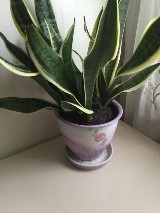 Сансевієрія молодий кущ