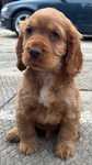 Cocker spaniel piesek