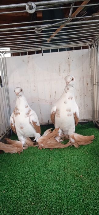 Gołębie ozdobne , widyn , widyny żółte , para .