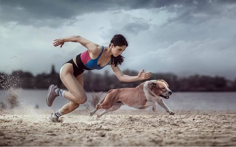 Щенки Стаффордширского терьера с родословной