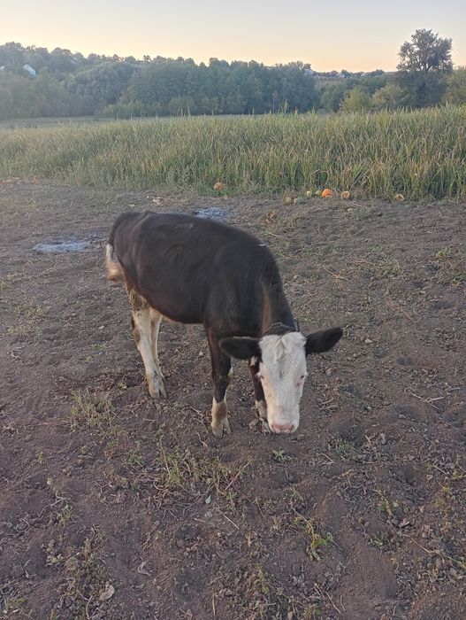 Теличка на вибір