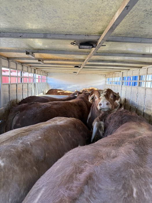 Skup trzody i bydła