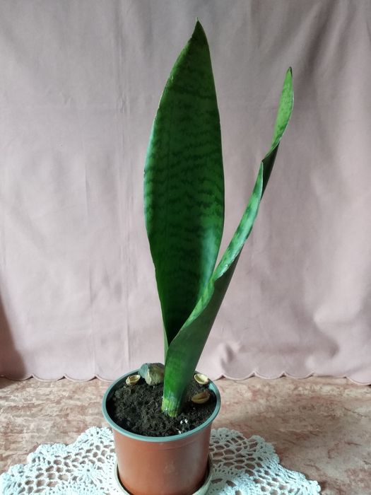 Сансевиерия, тещин язык, щучий хвост