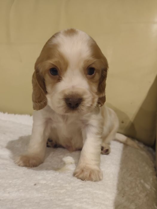 Cocker Spaniel MENINO