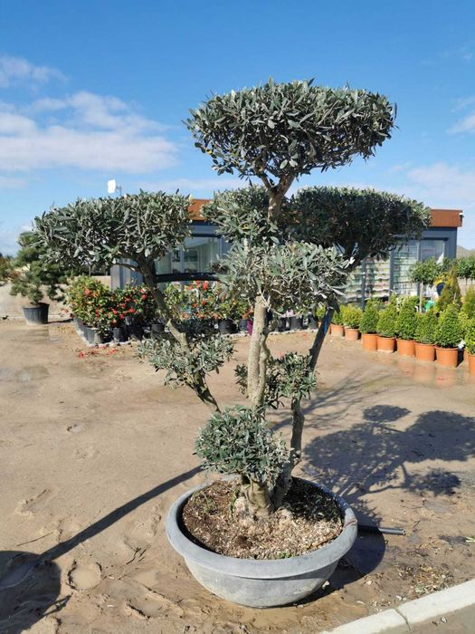 Drzewo oliwne Bonsai oliwka europejska