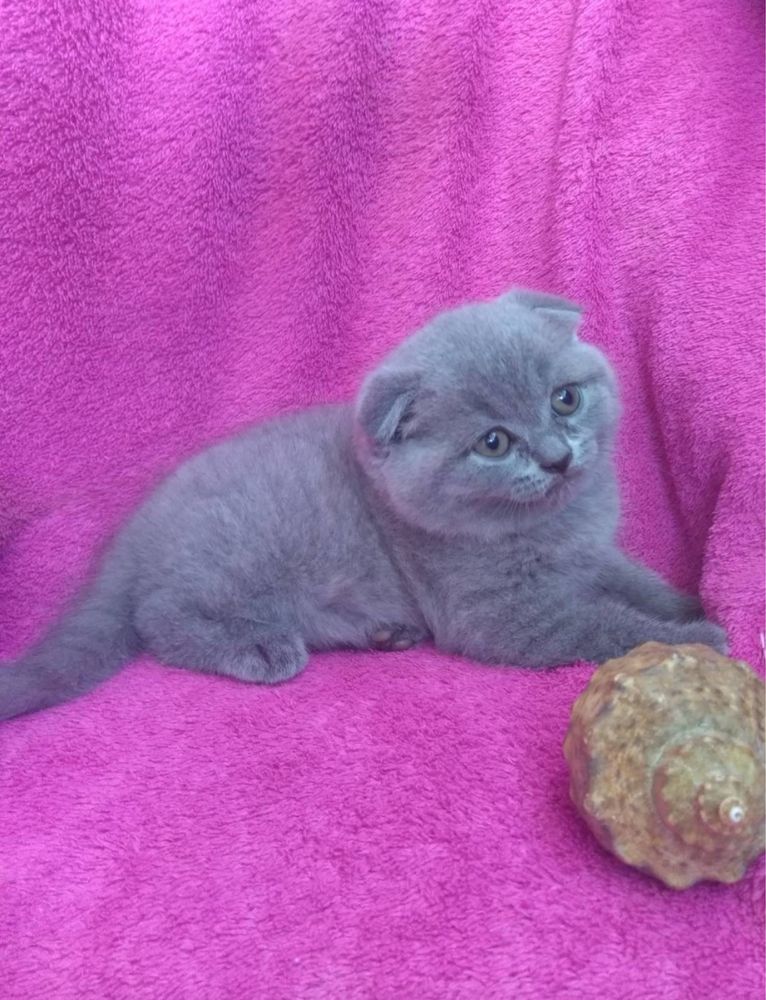 Шотландські кошенята