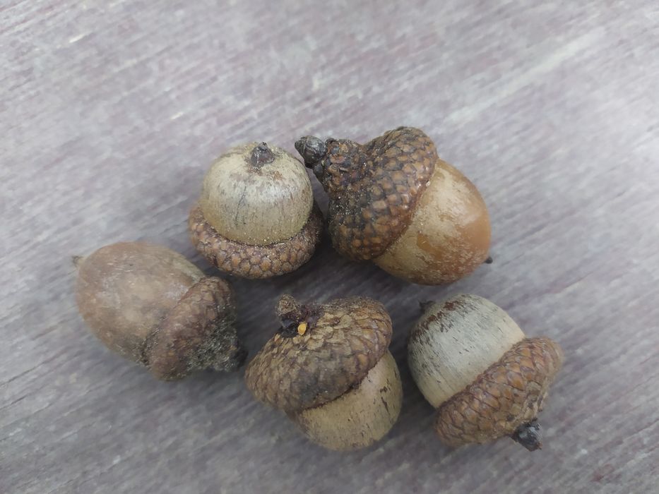 Komplet do dekoracji Terarium