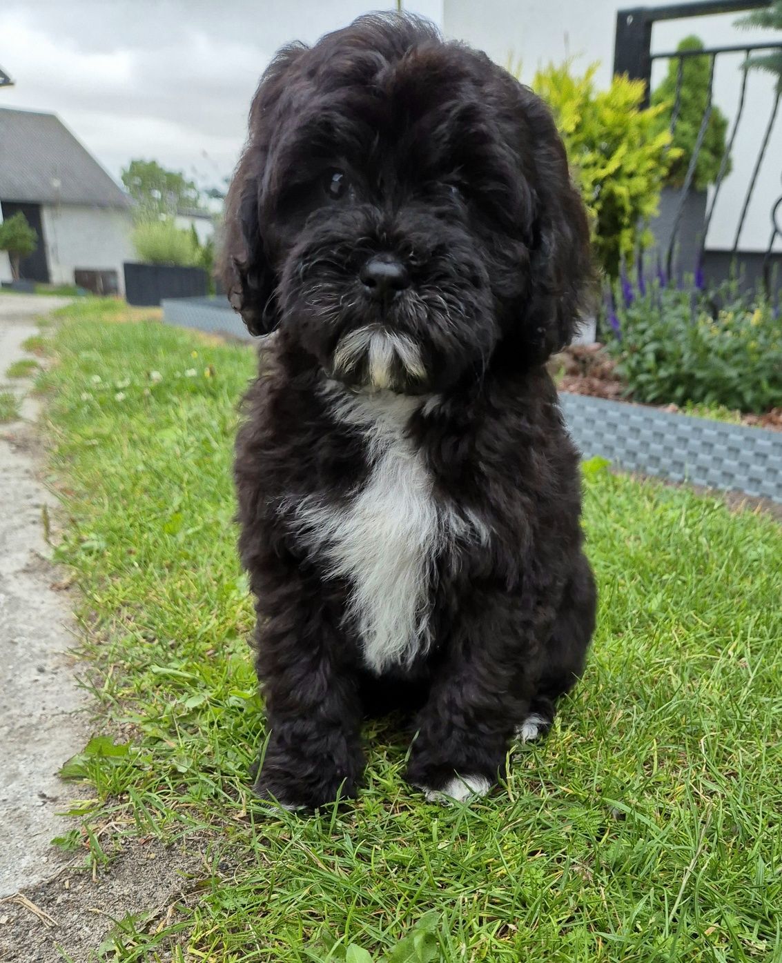 Shihpoo Samiec gotowy do odbioru
