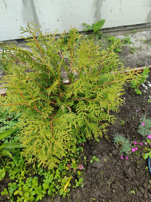 Кущі, хвойні, ожина, декоративні трави, грунтопокривні і інші рослини