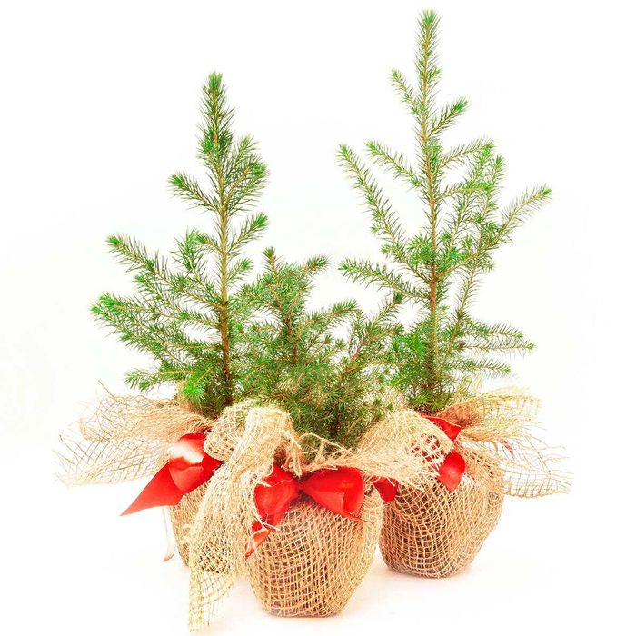 Świerk prezent doniczka P9