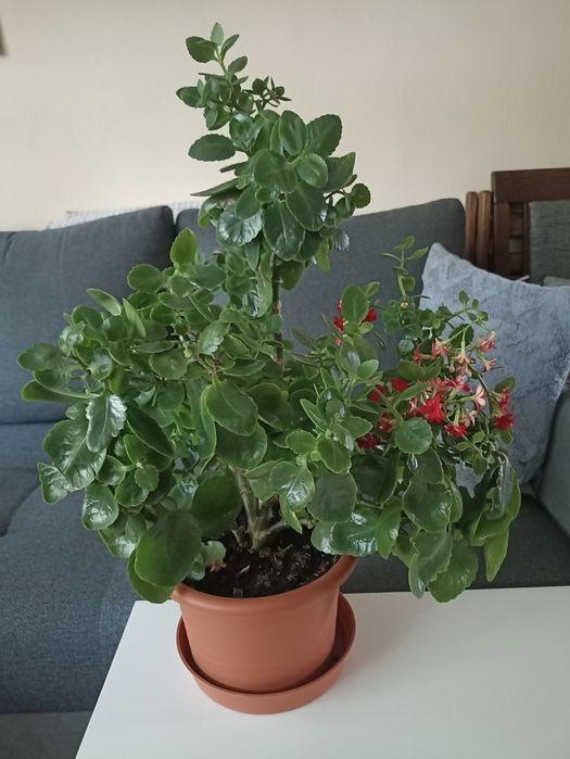 Dorodny KWIAT Kalanchoe Kwitnący w pięknej doniczce , wys.50 cm_