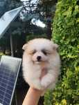 Szpic miniaturowy Pomeranian  suczka mini z rodowodem