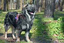 Ale Meksyk! Aktywny pies do adopcji!