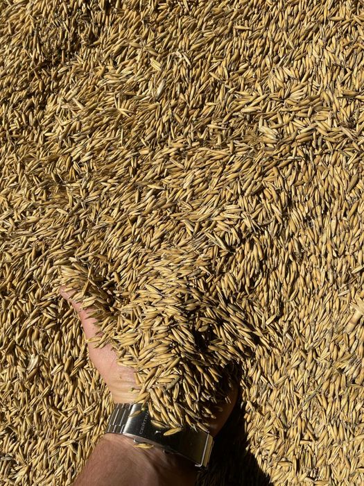 Owies, zboże, pasza. Żniwa 2025