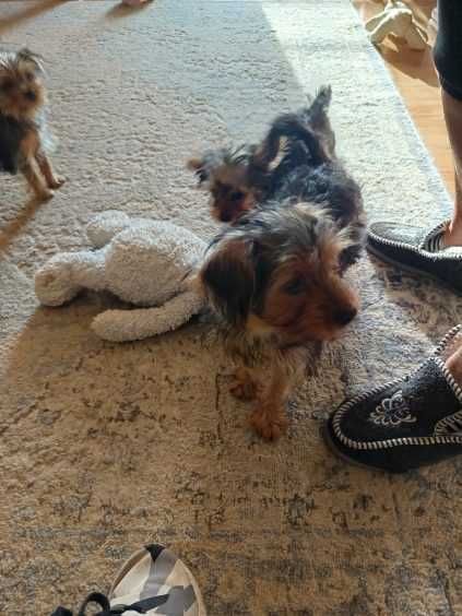 Yorkshire Terrier szczenię