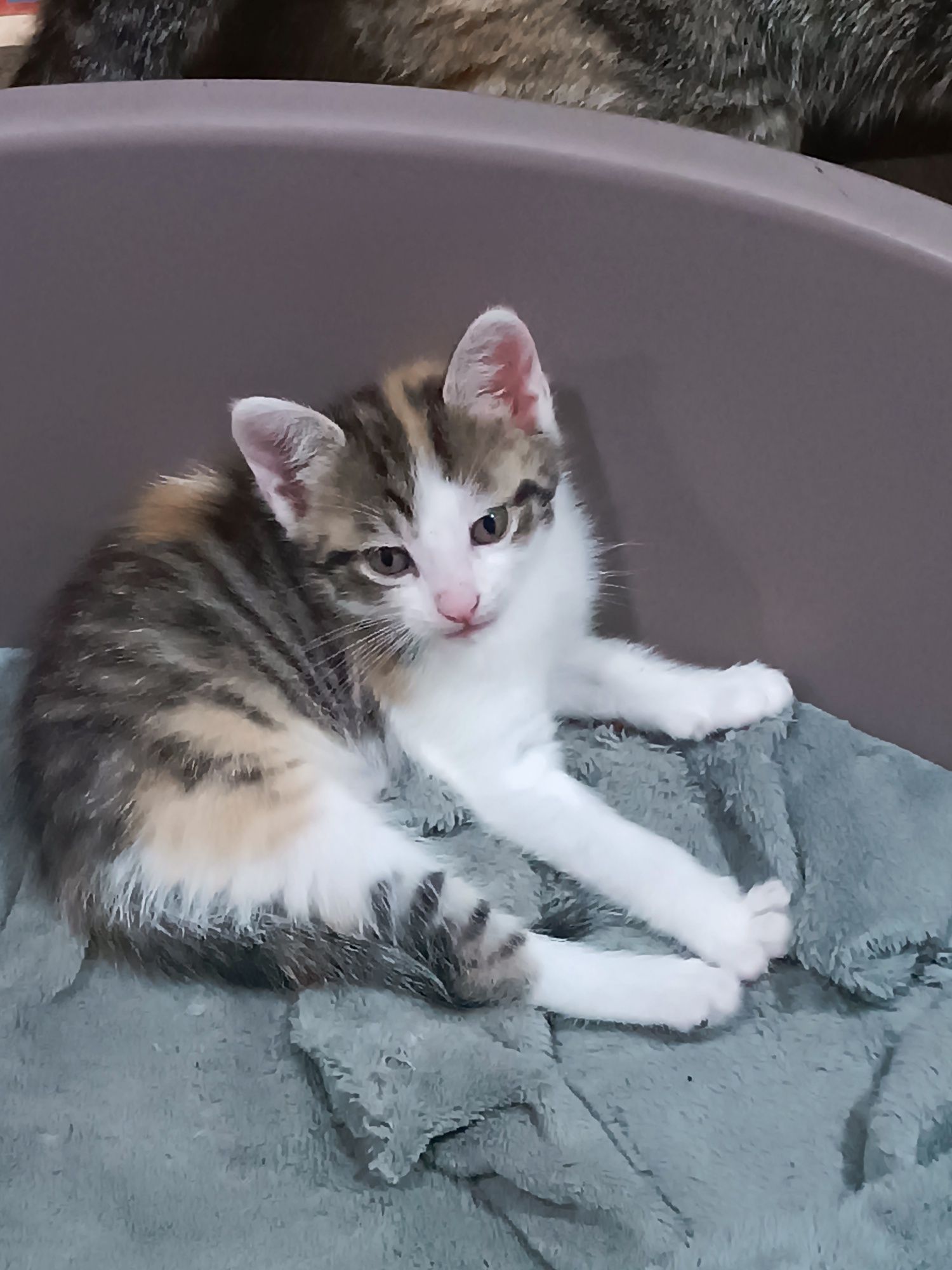 Gatinhos  para adopção Águeda