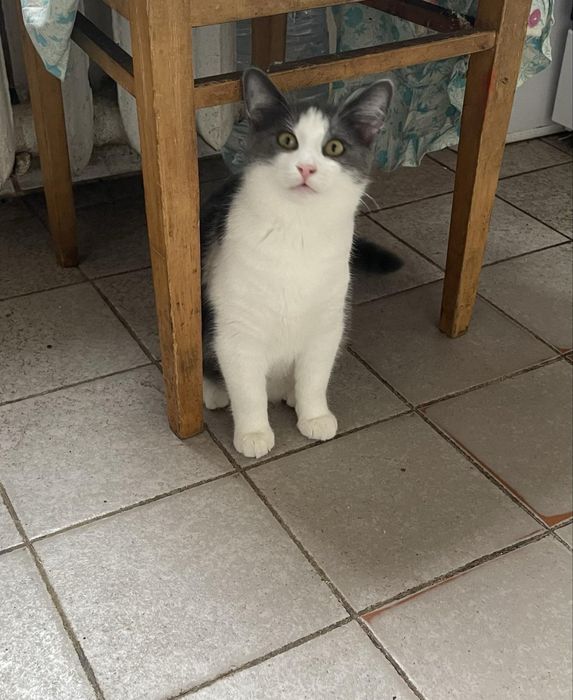 Юний красунчик шукає сімʼю