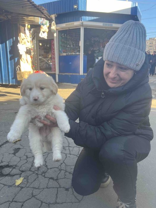 Собака бесплатно щенок