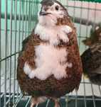 Coderniz gigante (ovos e pintainhos)