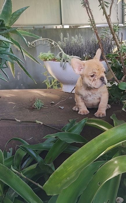 Bulldog Francês Fêmea