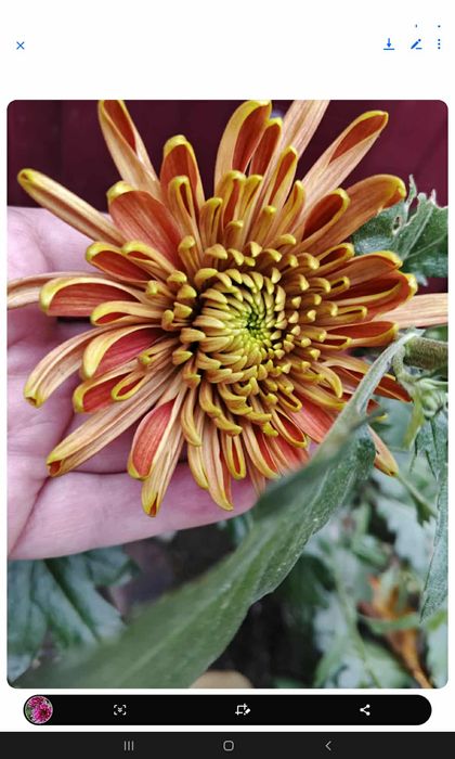 Хризантеми помаранчеві