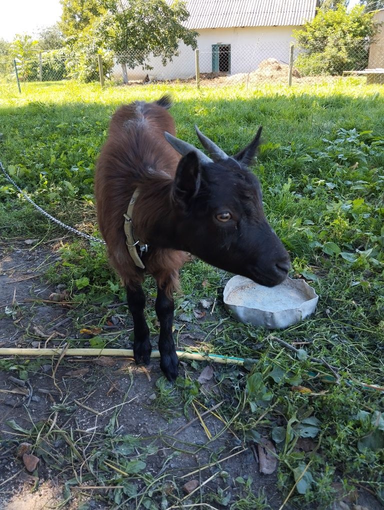 Козенята від продуктивної кози