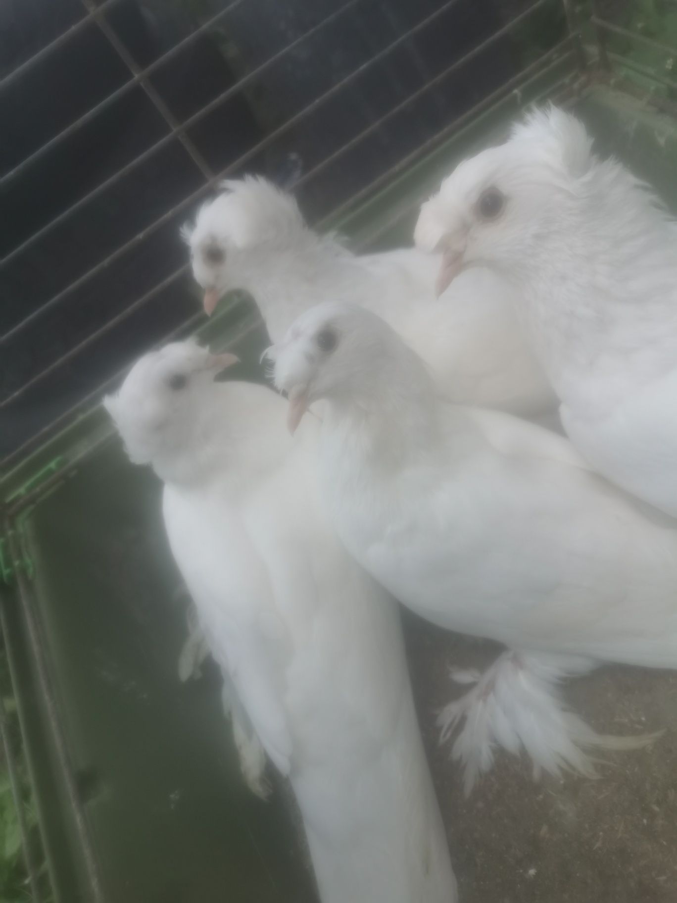 Sprzedam gołębie turkoty 3  sztuki MOŻLIWOŚĆ DOWOZU