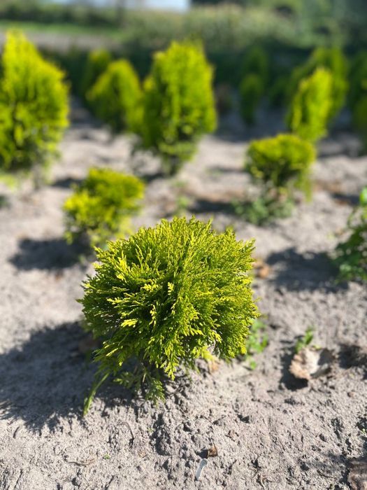 Туя Смарагд Варіагата Колумна Ауреа Нана Ялівець