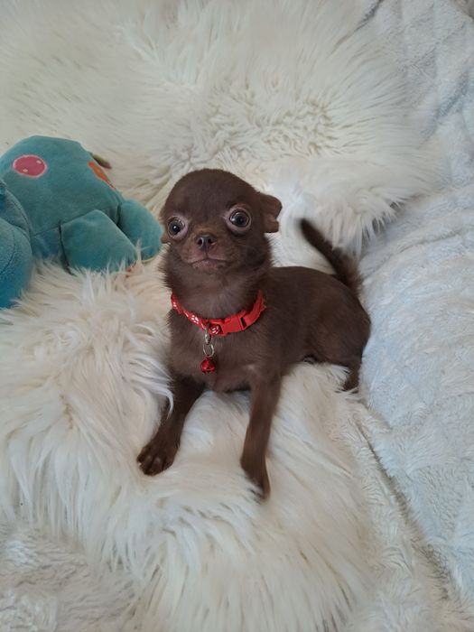 **X-MAN**chihuahua piesek xxs-1.40 choco gotowy do zmiany opiekuna