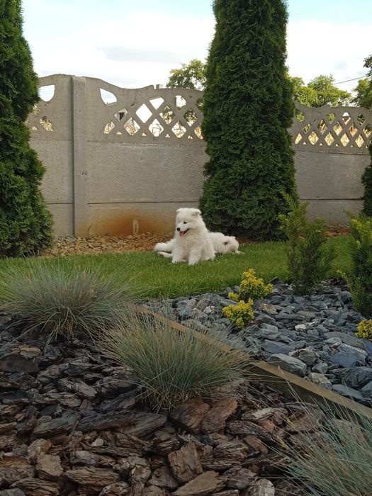Samoyed samojed szczeniak