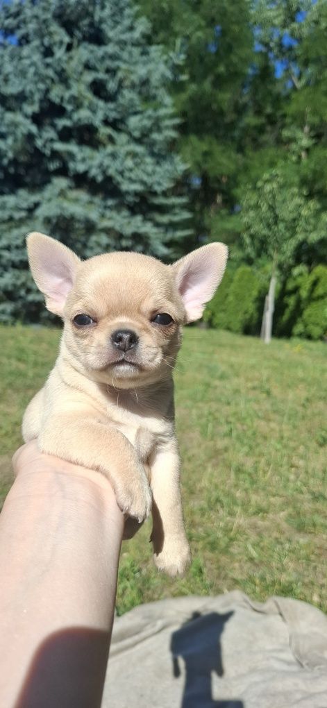 Chihuahua krótkowłosy FCI