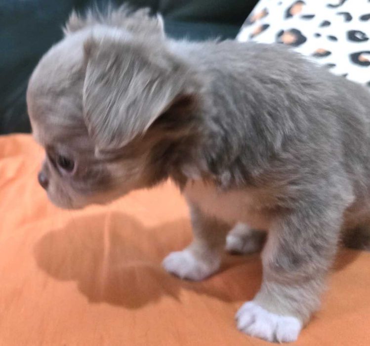 Chihuahua Fêmea, Cor Lilac afogueado. Pêlo comprido. LOP