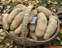 Суперранняя посадочный картофель Картошка ультрарання Картопля ранній