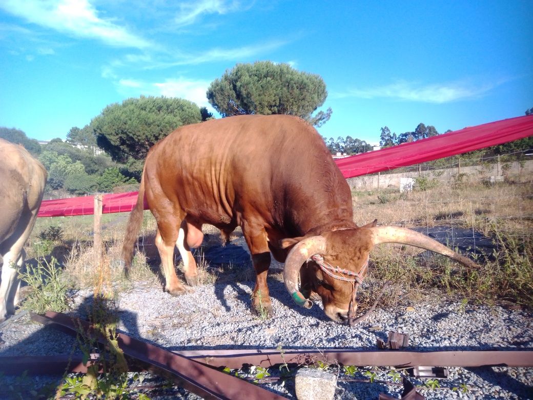 Vacas  Barrosā REPRODUTORas