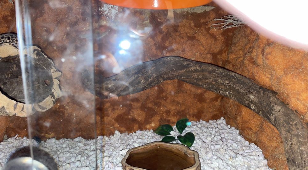 Terrarium dla gekona lub innej jaszczurki