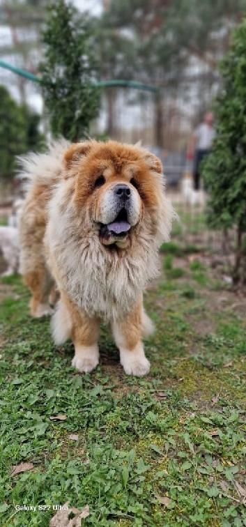 Suczka chow chow
