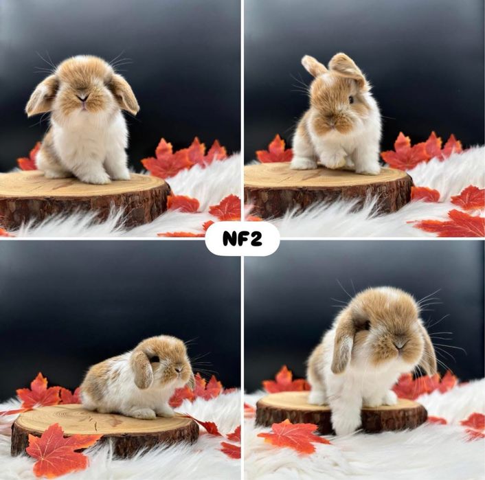 Króliki Mini Lop