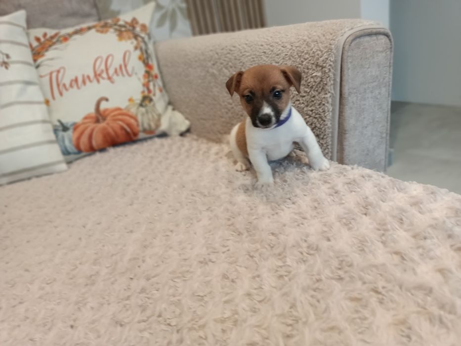 Sprzedam Jack Russell Terrier Piesek
