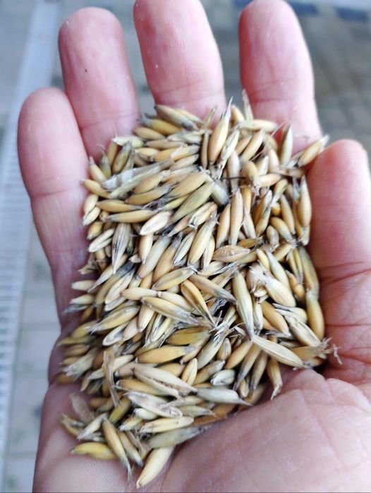 Sprzedam  Owies 70zł za 100kg