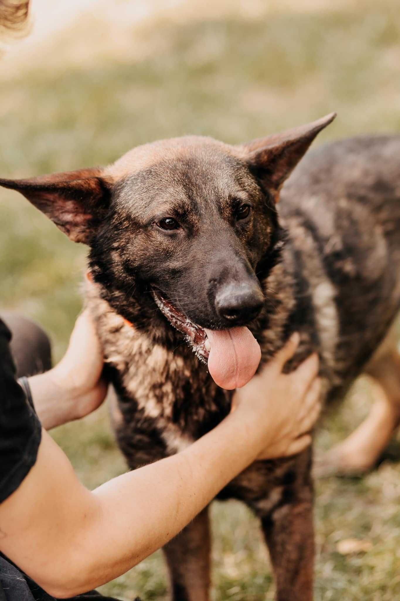 Aktywny, mądry i czujny Monte poleca się do adopcji!!!