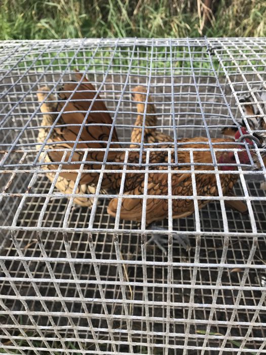 Ліліпути курочки пітушки