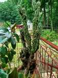 Gigant kaktus ponad 150 cm