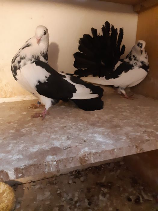 Gołębie pawiki ogrodowe