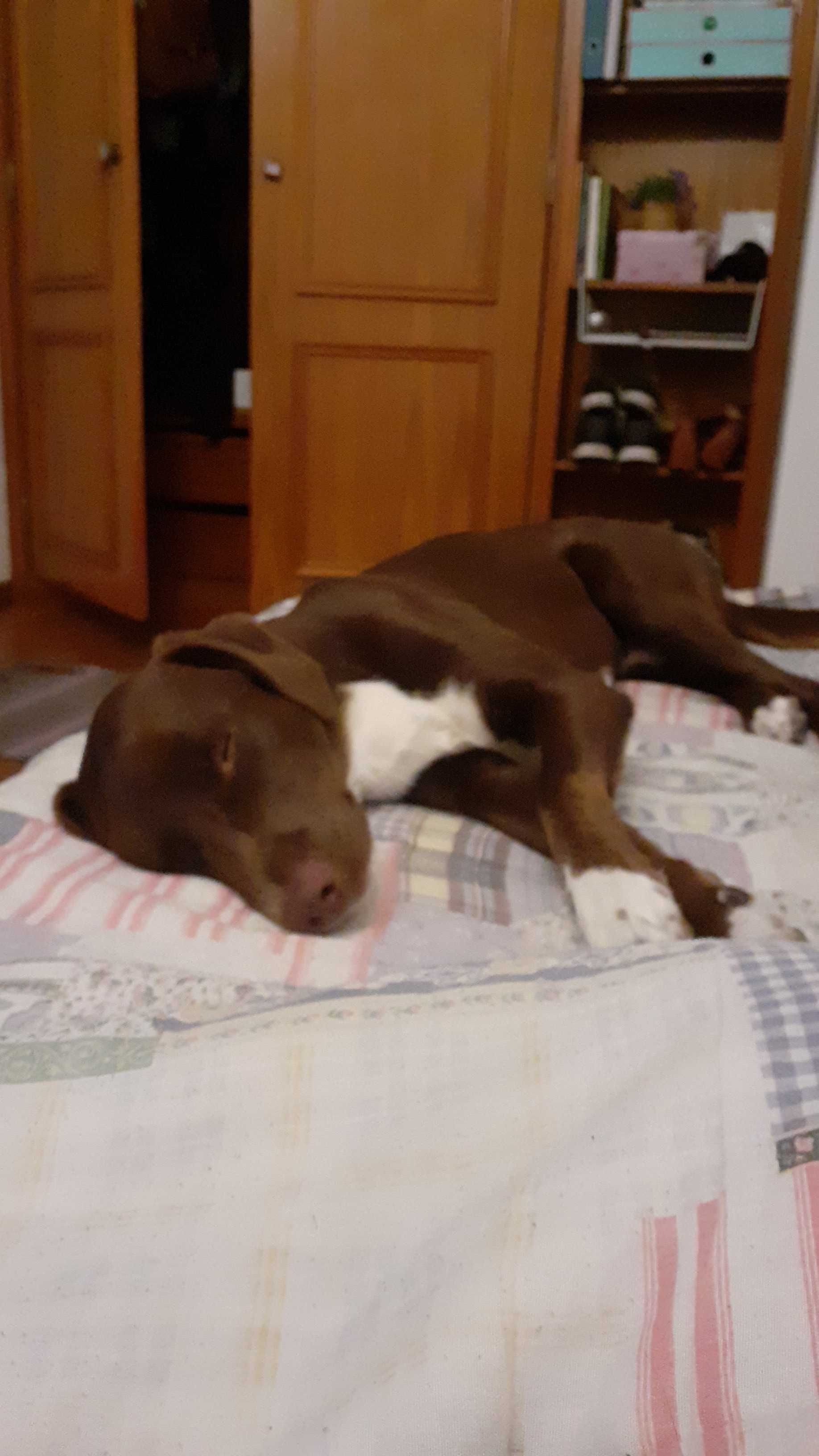 Cãozinho (macho) para Adoção