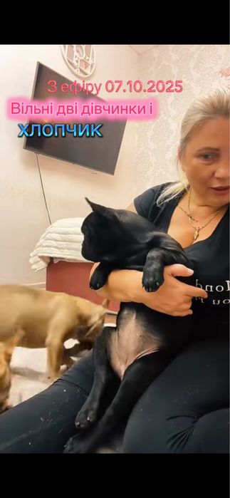 Малюки французького бульдога