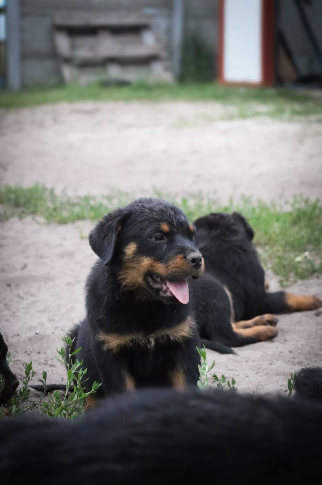 Piekny szczeniak szuka domu