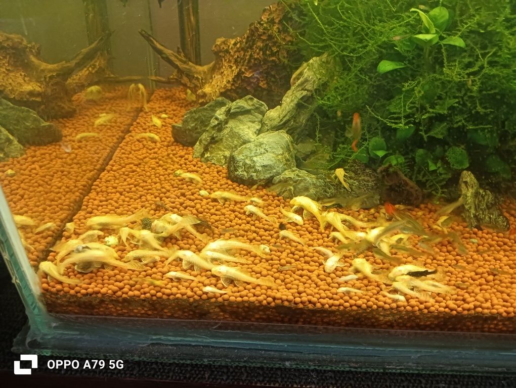 Ancistrus albinos