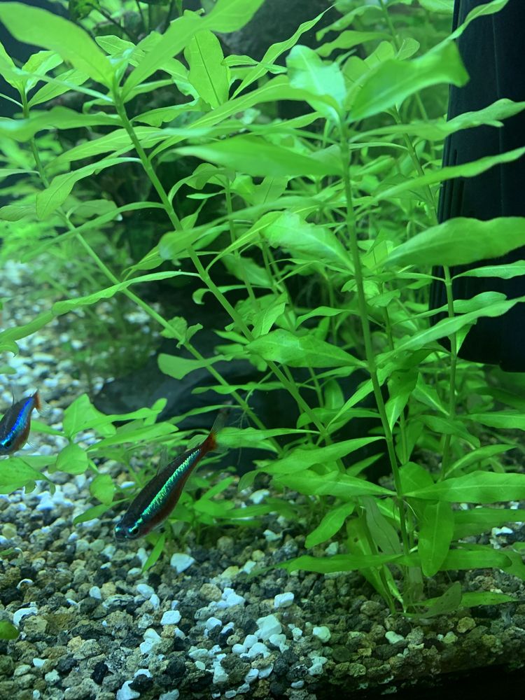 Roślina akwariowa -Hygrophila Polysperma