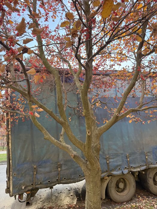 Продам напівпричіп trailer